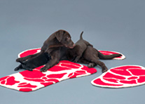 马岩松为“设计：为了爱犬”展览设计犬居“Niku Rug”